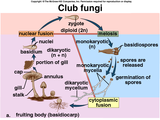 mode of nutrition in fungi